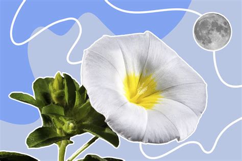Moonflower Anointing: Utilizing their Magical Properties for Healing and Protection
